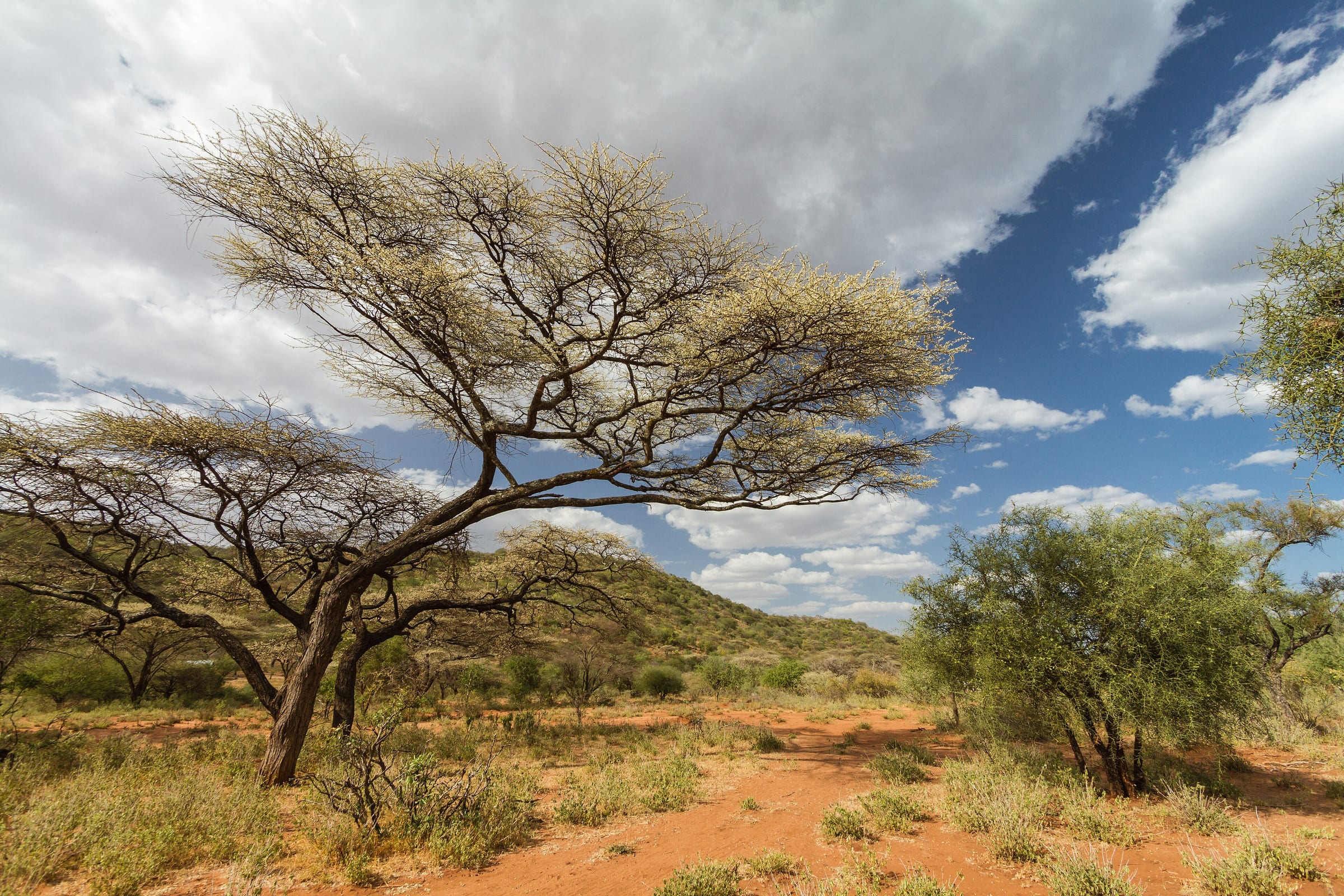 Acacia Savanna at Dawn, Kenya