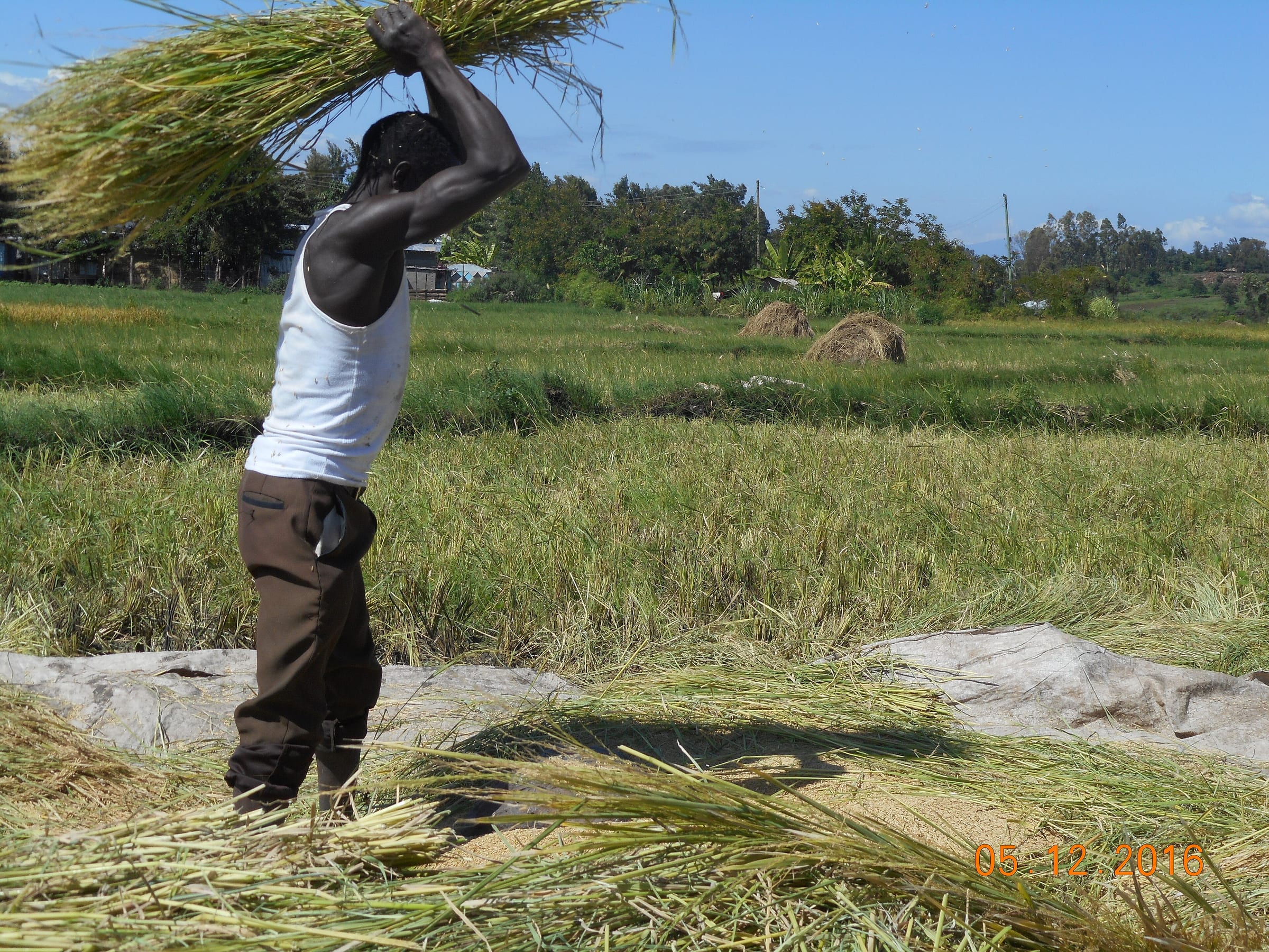 Ahero Rice Fields, Nyanza