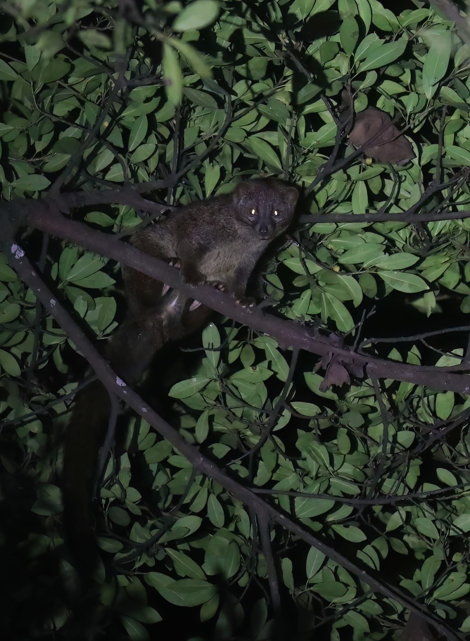 Kakamega Forest, Western